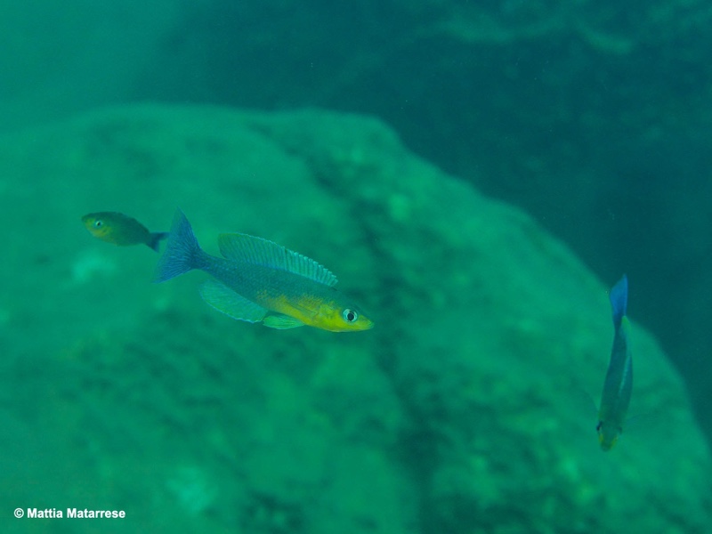 Cyprichromis sp. 'dwarf jumbo' Nondwa Point
